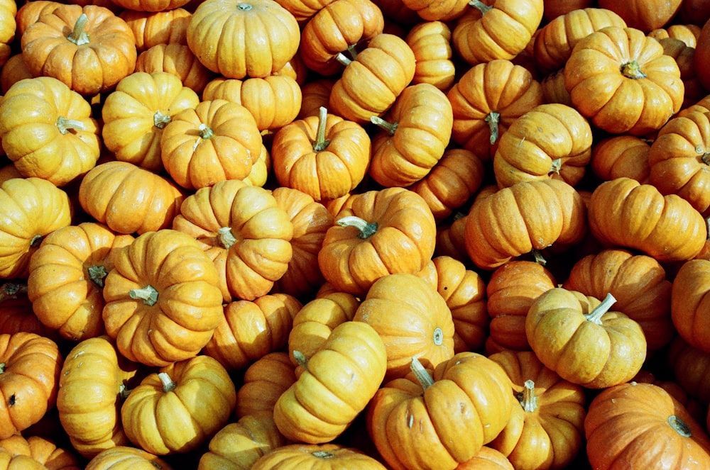 closeup photo of pumpkin lot