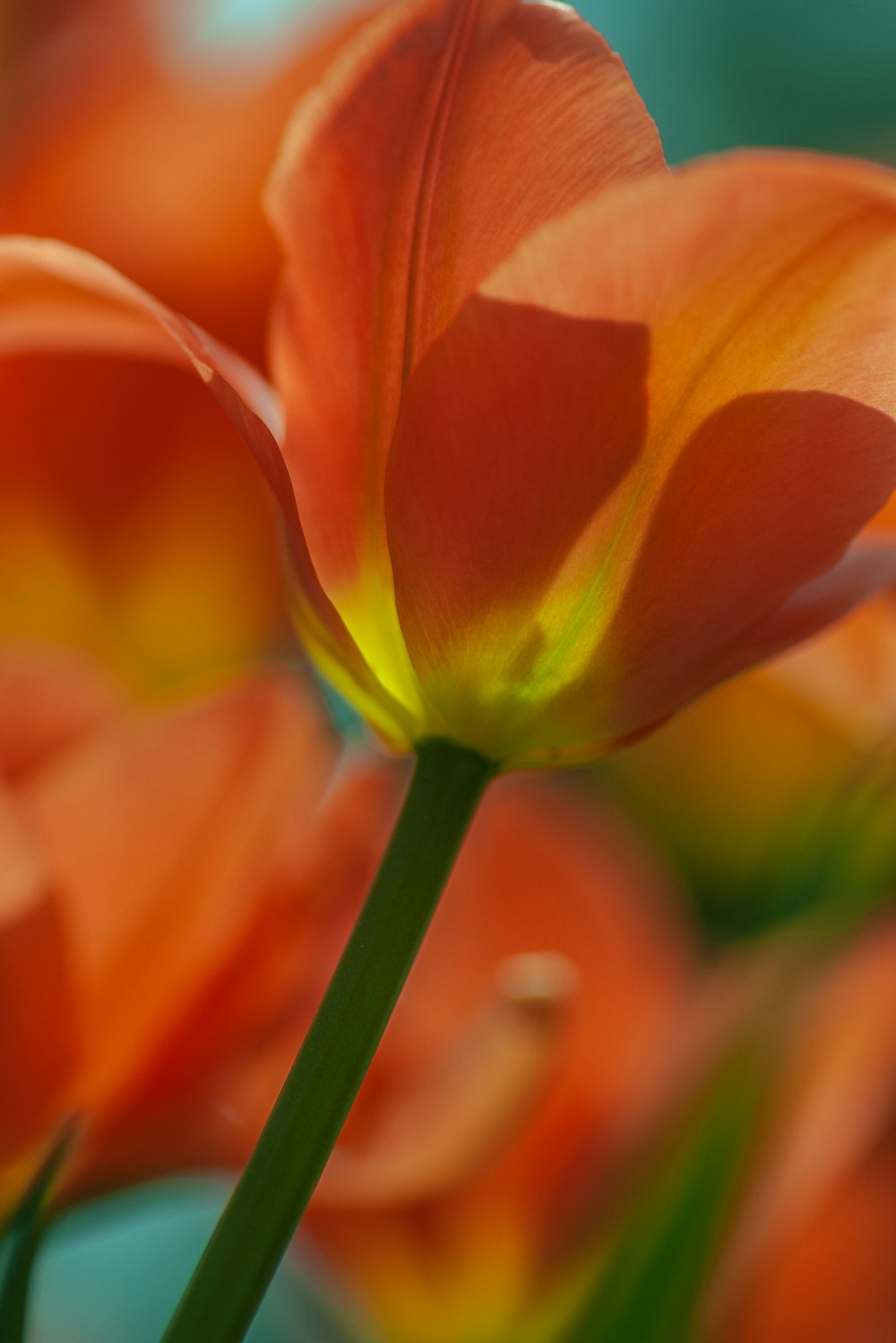 orange flower