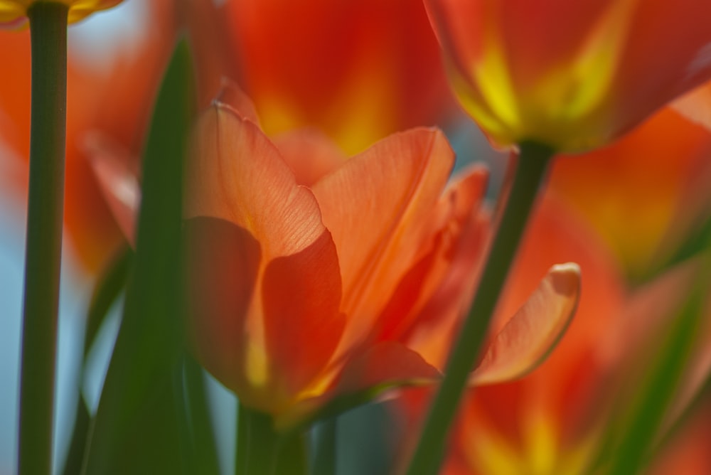 Tulipanes naranjas floreciendo