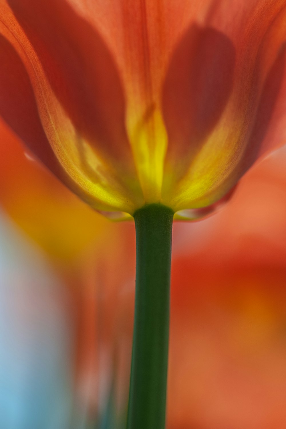 orangefarbene Tulpenblüte