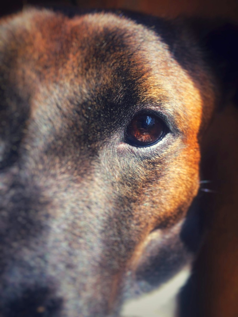 macro photography of brown dog