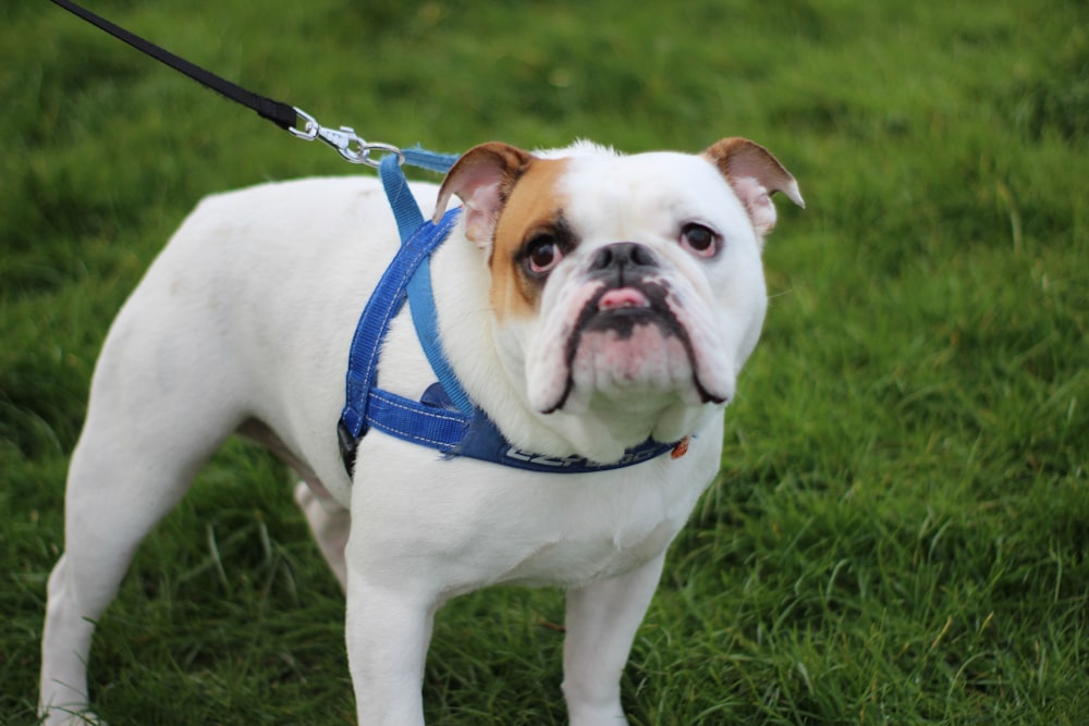 adult white and brown English bulldog on grass with harness leash