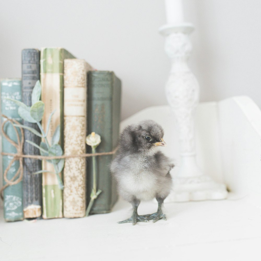chick beside books
