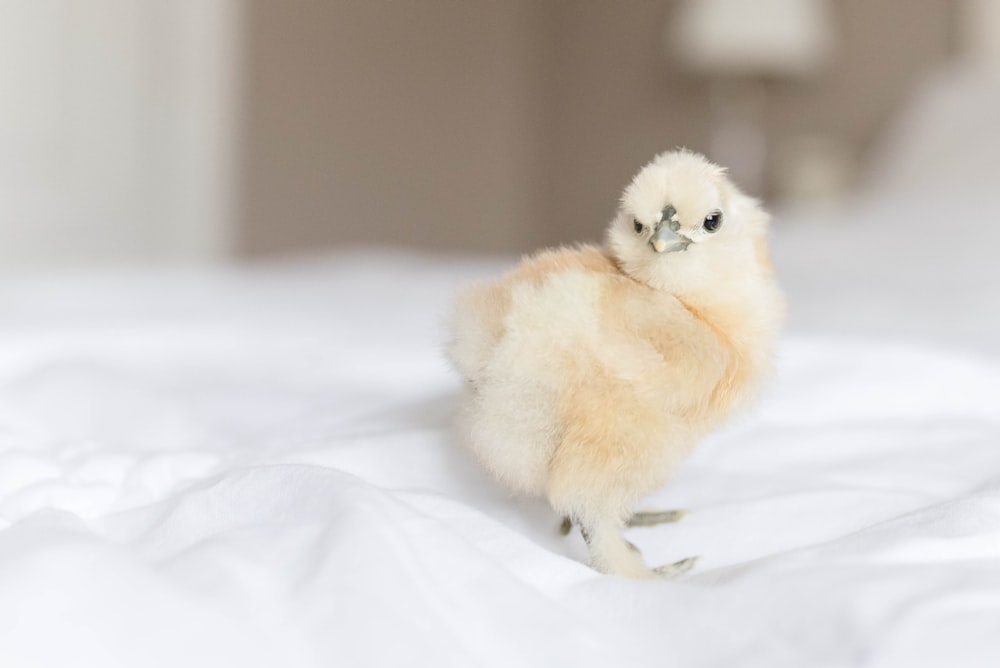 brown and white chick