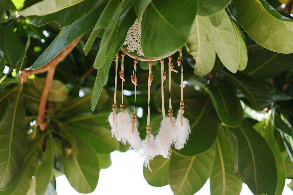 white dreamcatcher hanging on tree