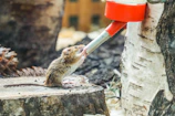 An image of a rodent control trap in action.