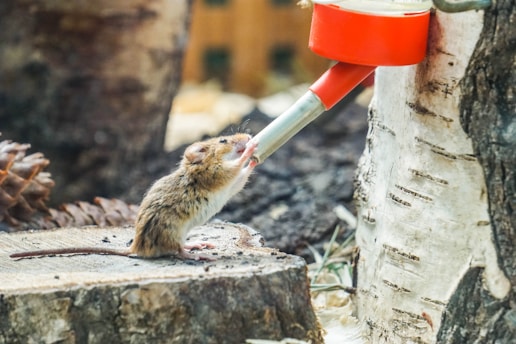 A small rodent standing on a tree stump, reaching towards a metal pipe attached to a bright red object. The background consists of natural elements, such as a pine cone and tree bark, suggesting an outdoor or woodland setting.