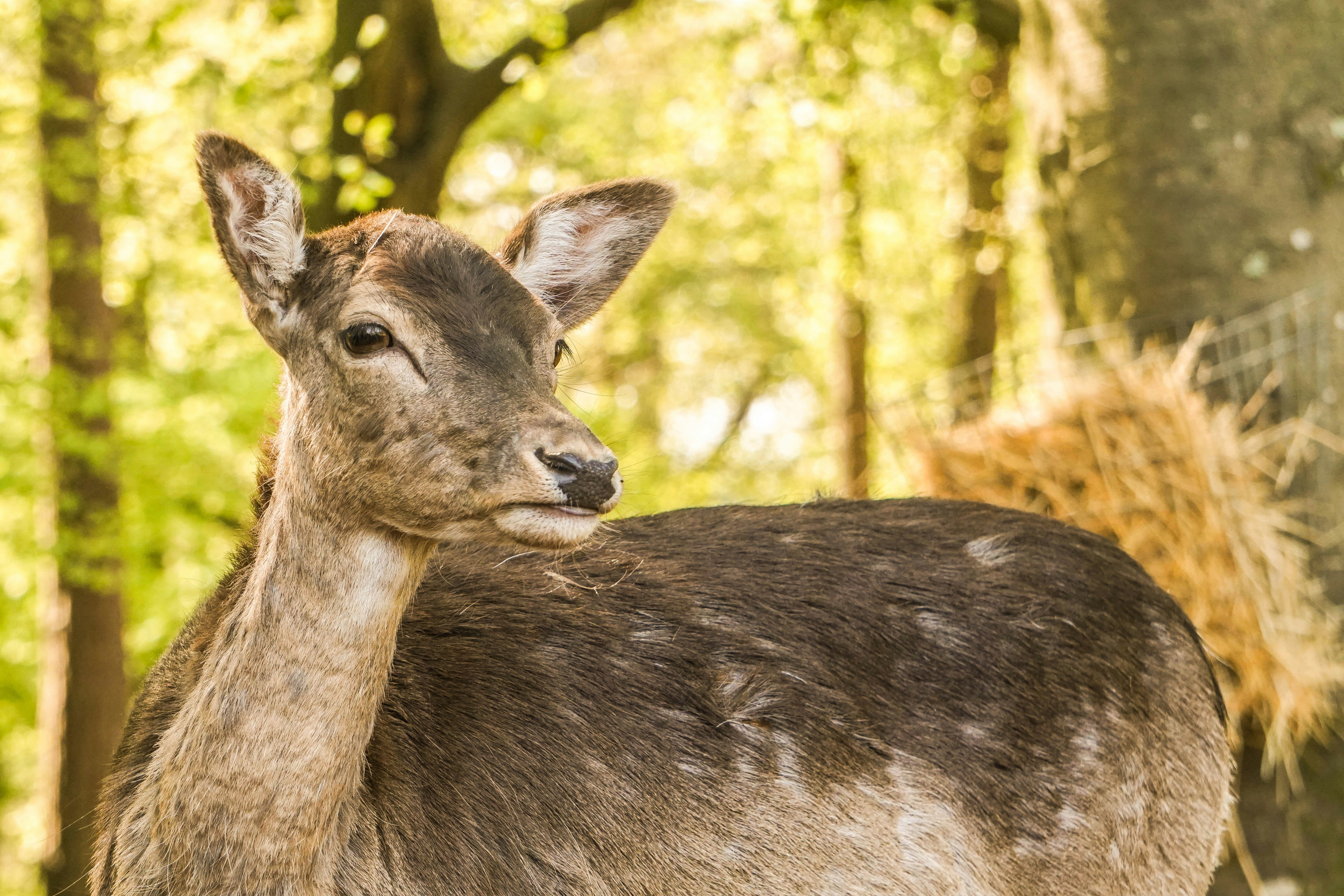 Photo by liamcharmer