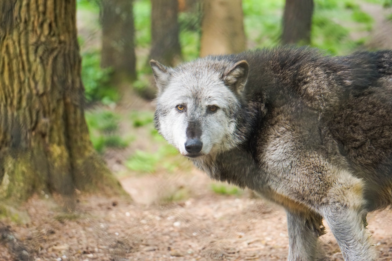 The Relentless Slaughter of Wolves Paved the Way for a Predator that Refuses to Die