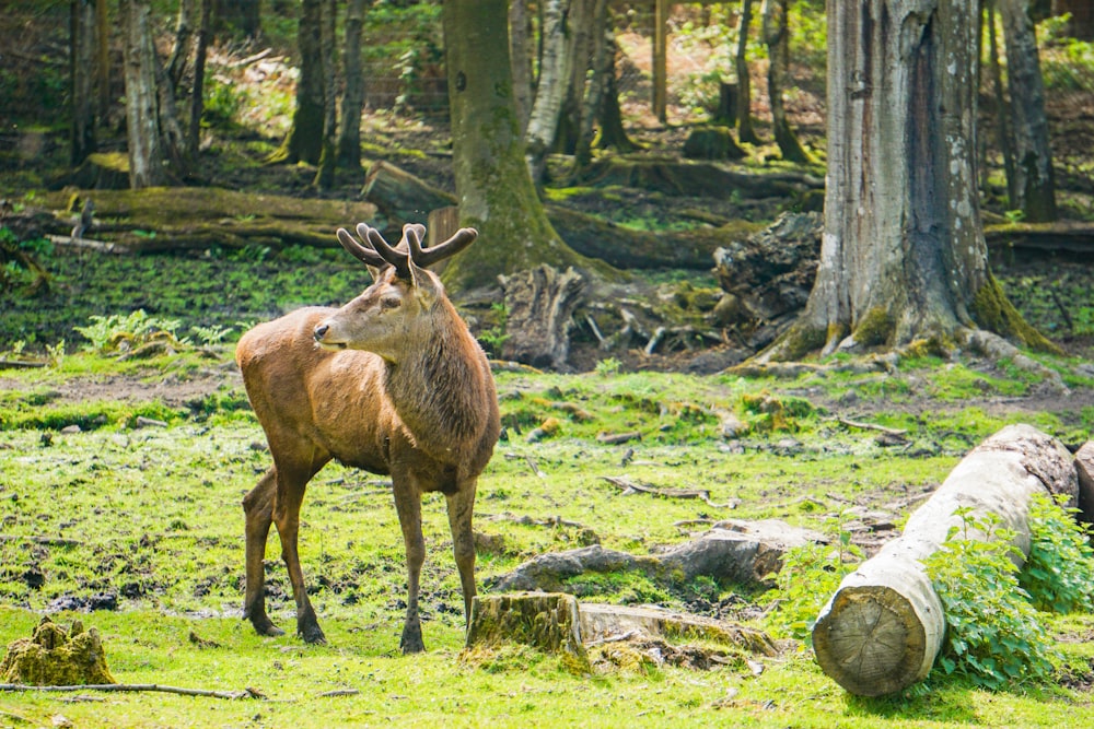 brown horned animal beside trees