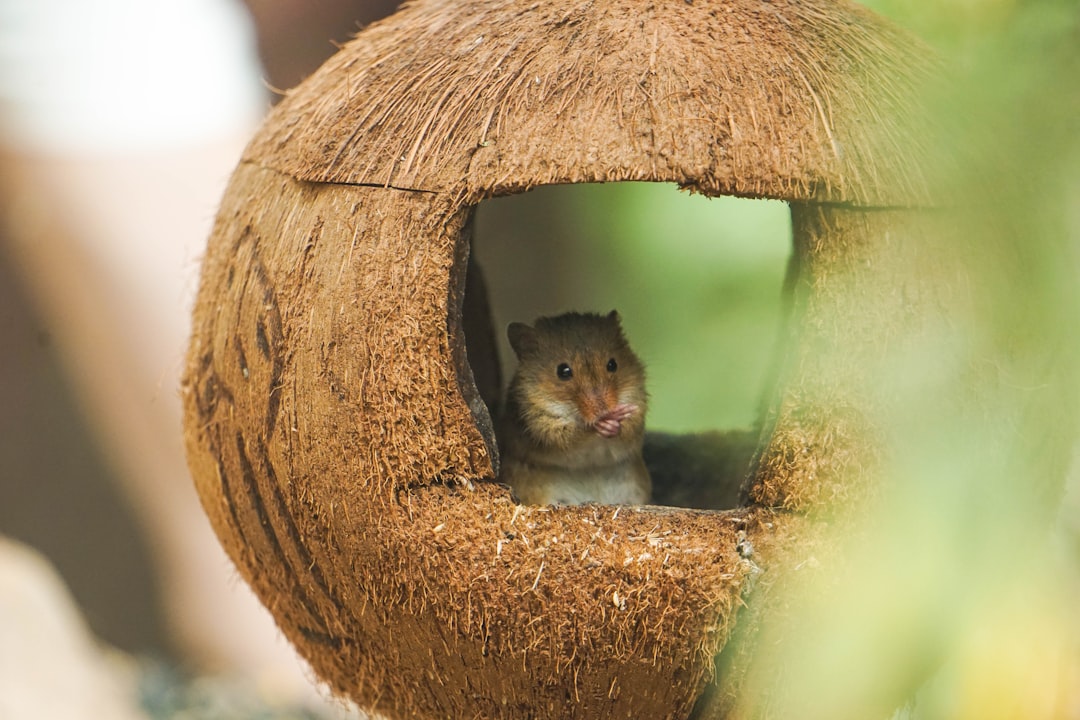 selective focus photography of brown rodent