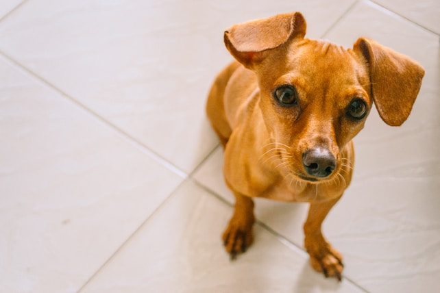 A small, brown dog with large, expressive eyes sits on a tiled floor, looking up with curiosity. The dog's ears are perked, and its fur is smooth and shiny.