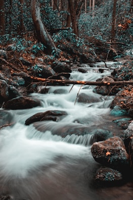 Soft, flowing water in a calm forest setting.