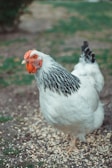 A white chicken with black-tipped feathers on its neck and tail is standing on a ground surface that appears to have scattered feed. The background shows some green grass and patches of dirt.