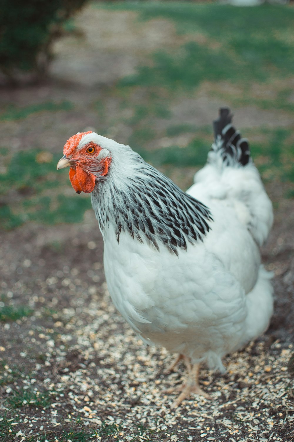 white and black chicken in close-up photo