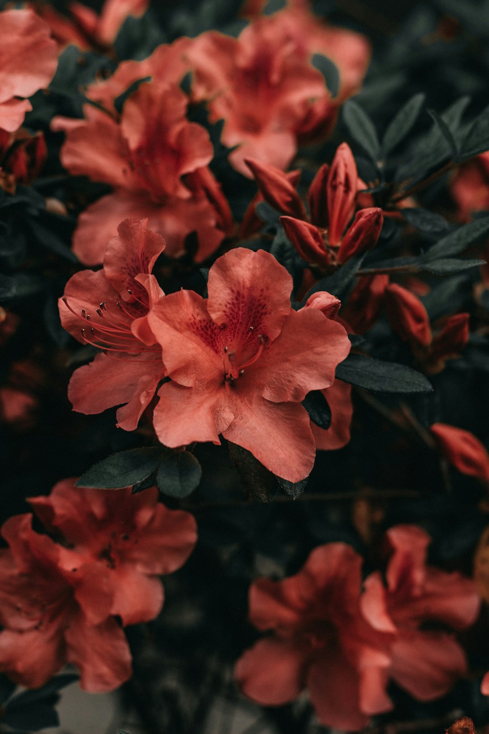 red petaled flowers