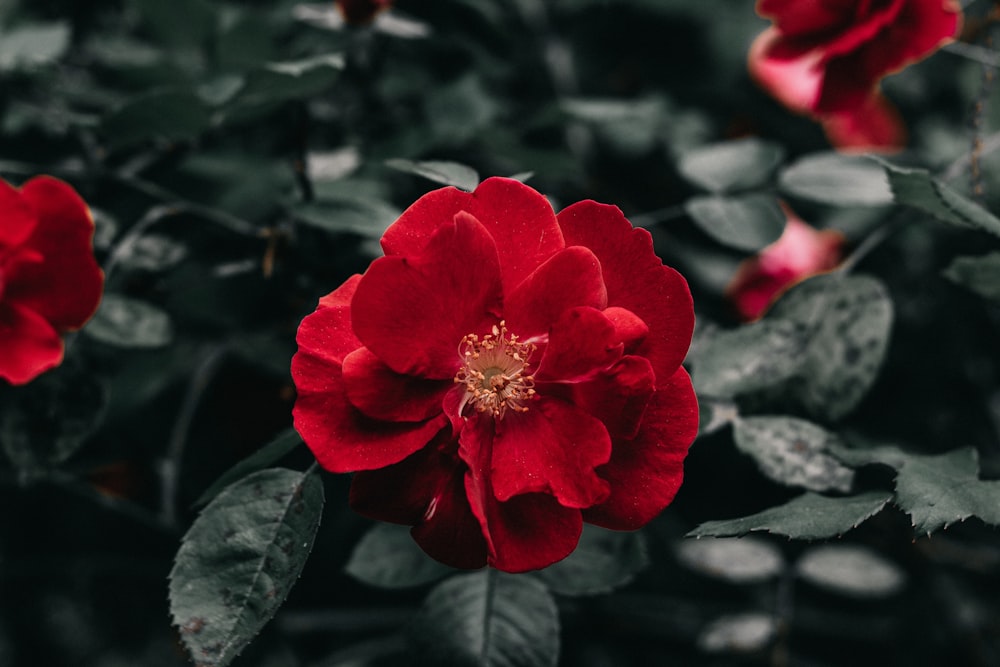 red rose flowers