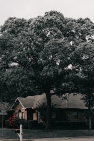 A large tree with dense foliage towers over a brick house. The house features a hip roof and is partially obscured by the tree's shadow. Red flowers bloom near the sidewalk, adding a touch of color against the dark green and brown tones. A street sign and a mailbox are visible in the foreground, suggesting a suburban neighborhood setting.