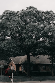 A large tree with dense foliage towers over a brick house. The house features a hip roof and is partially obscured by the tree's shadow. Red flowers bloom near the sidewalk, adding a touch of color against the dark green and brown tones. A street sign and a mailbox are visible in the foreground, suggesting a suburban neighborhood setting.