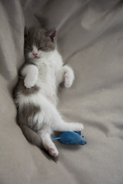 white and gray kitten lying on gray textile