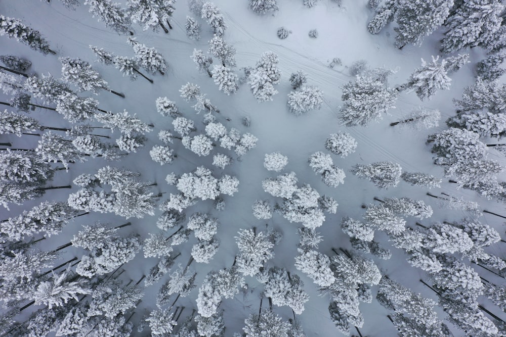 aerial view of icy pine tress