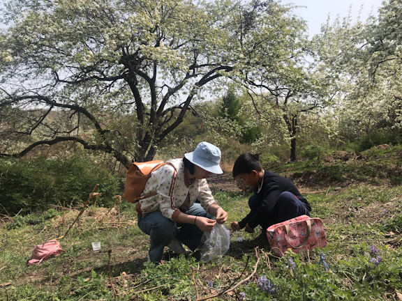 Instructor guiding students through safe plant collection in a lush green meadow.