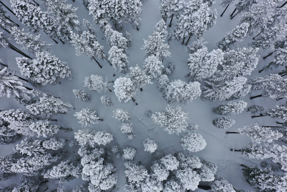 fotografia aerea di pini innevati