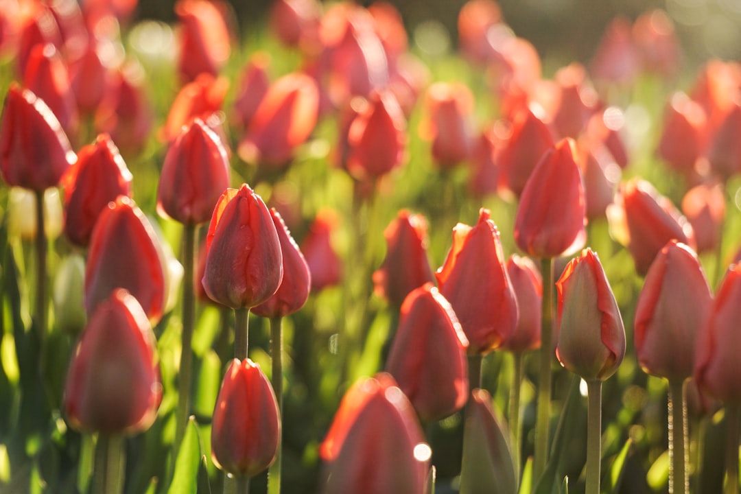 selective focus photography of pink tulip flowers