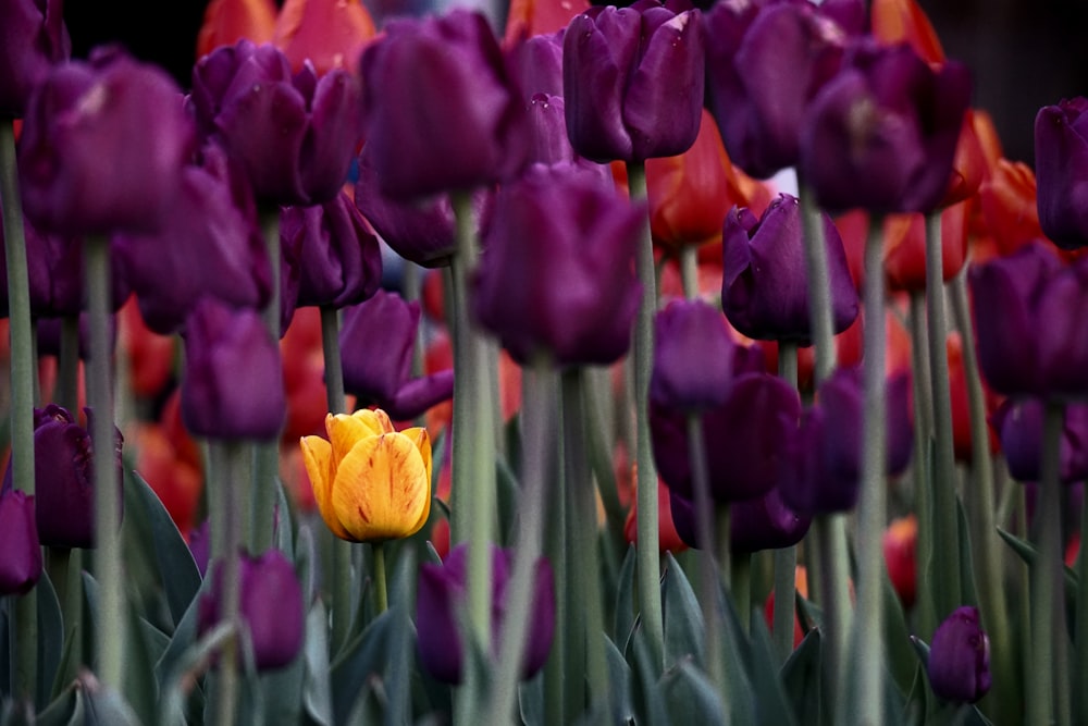 photo of purple, red, and yellow Tulips flowers