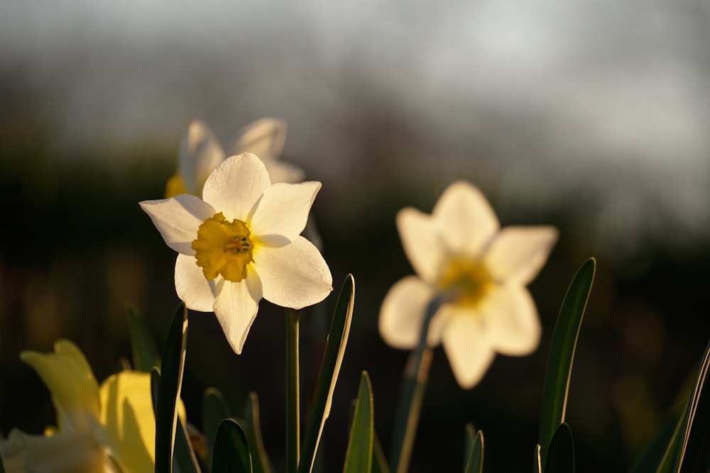 white and yellow daffodils