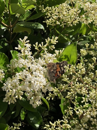 A cluster of colorful butterflies fluttering around lush green leaves under soft sunlight.