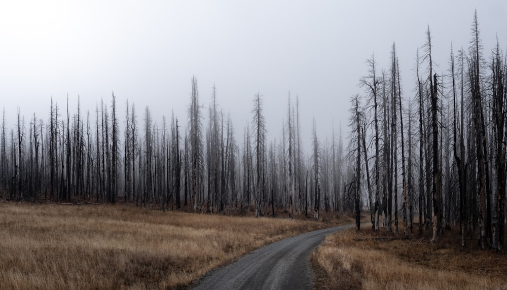 field of bare trees