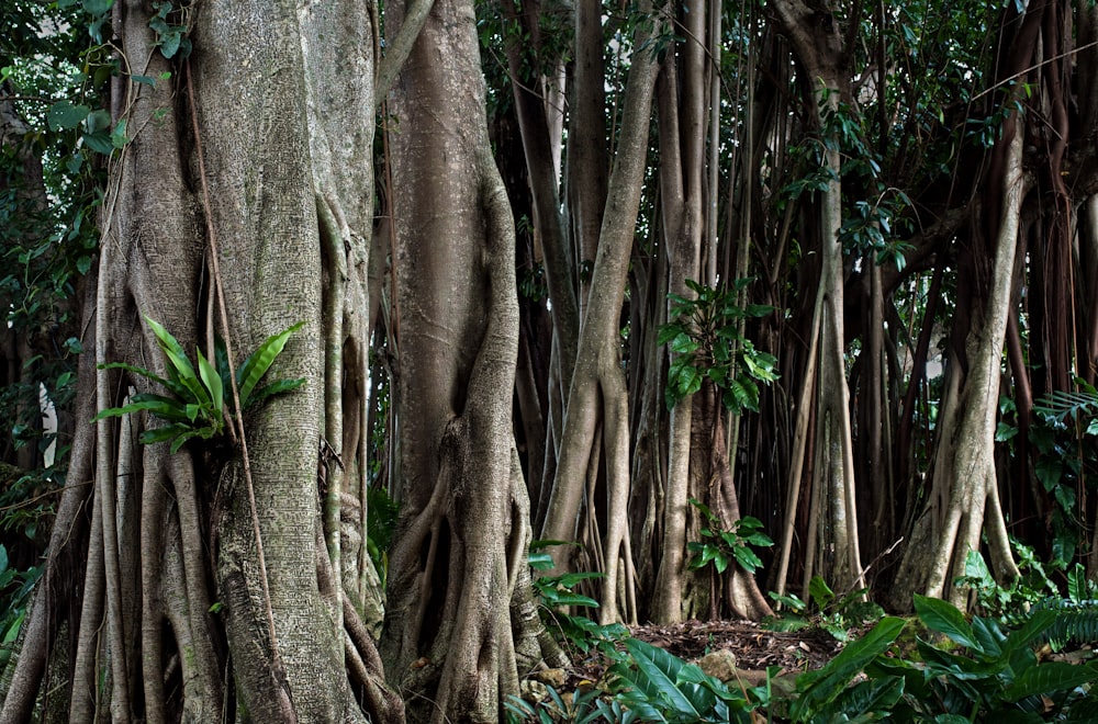 Campo de árboles verdes