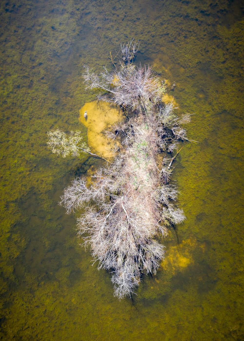 aerial photo of brown trees