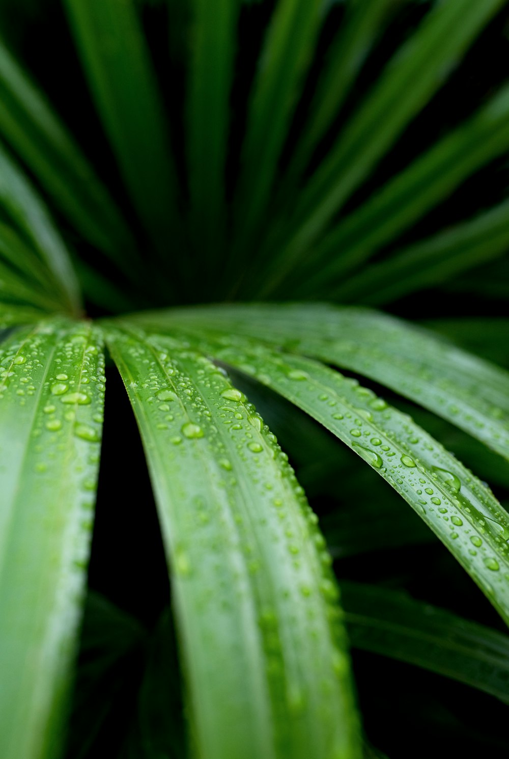 close-up of linear leafed plant