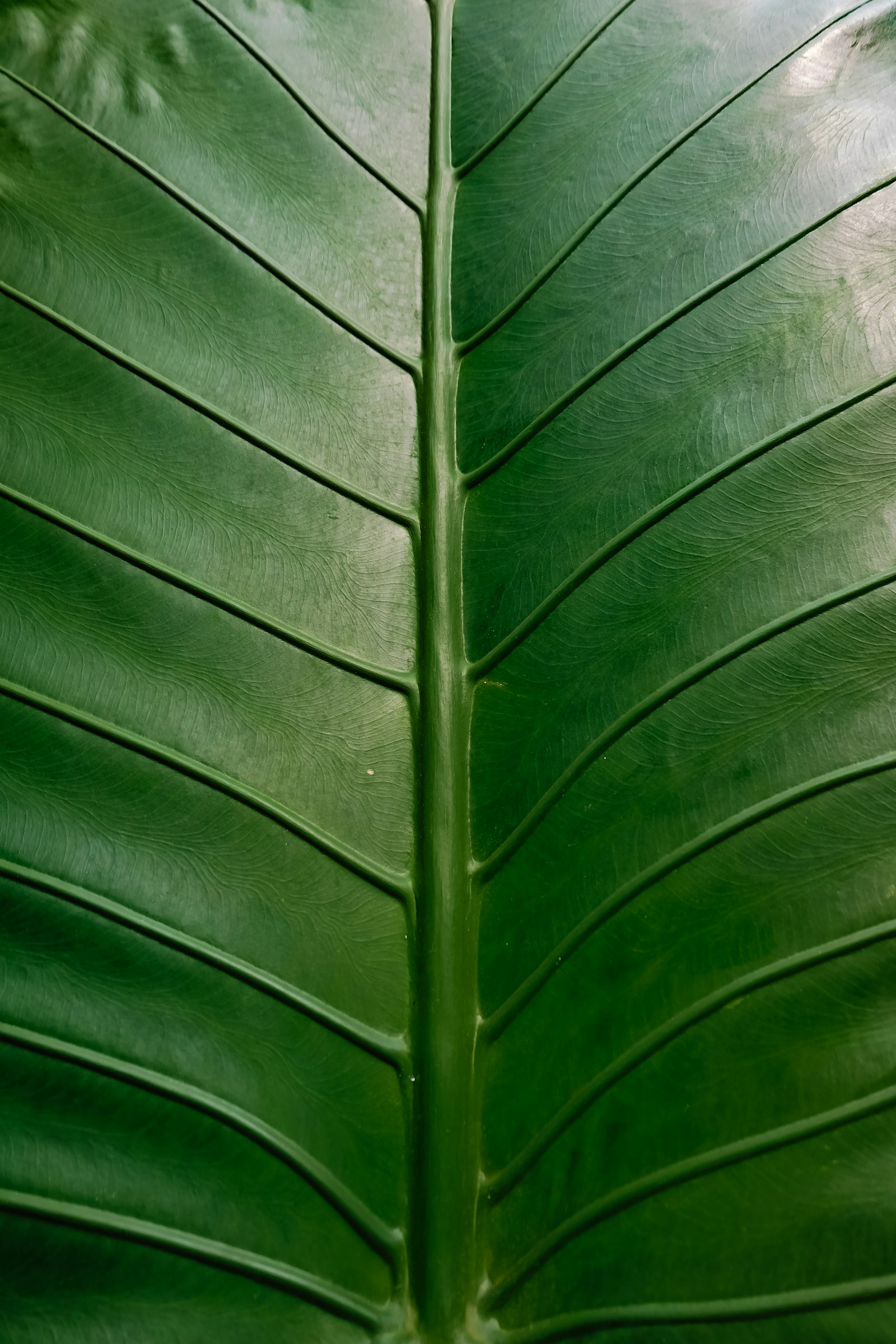 Fujifilm X-A1 sample photo. Green leaf photography