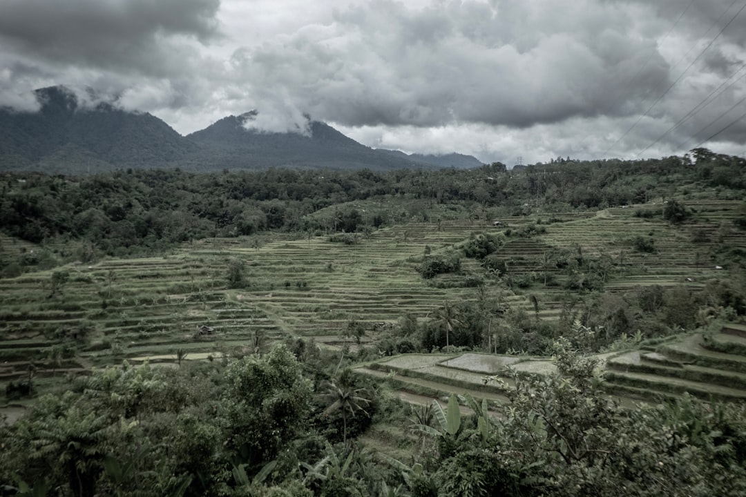 green crop field\