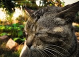 A soft-focus portrait of a gray tabby cat resting peacefully in a sunlit garden.