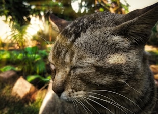 A close-up of a spayed community cat resting peacefully in a garden.