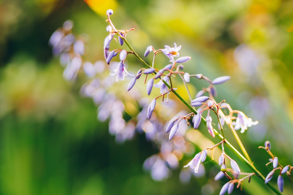 white-petaled flower