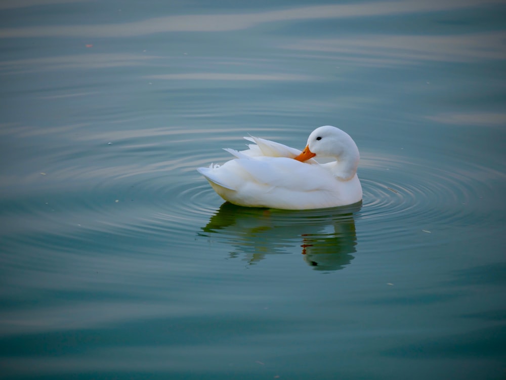 white duck in a body of water during daytime