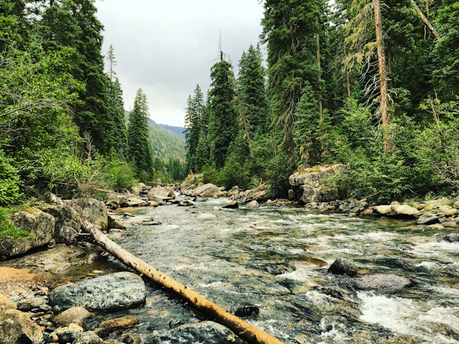 mountain river through a pine forest