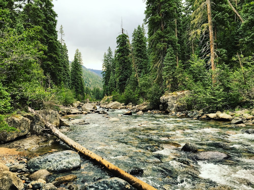 Plan d’eau près des arbres