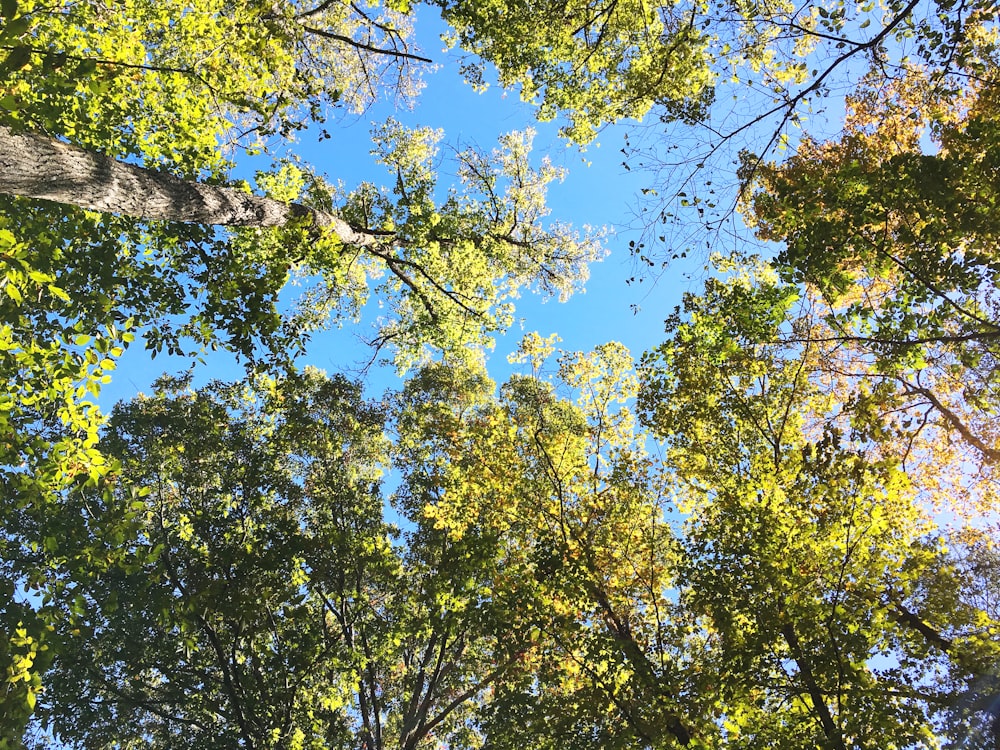 green leaf tree under blue sky during daytime