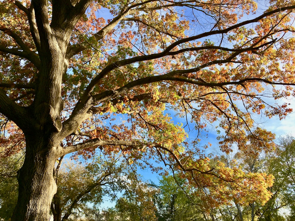 brown and green trees under blue sky during daytime