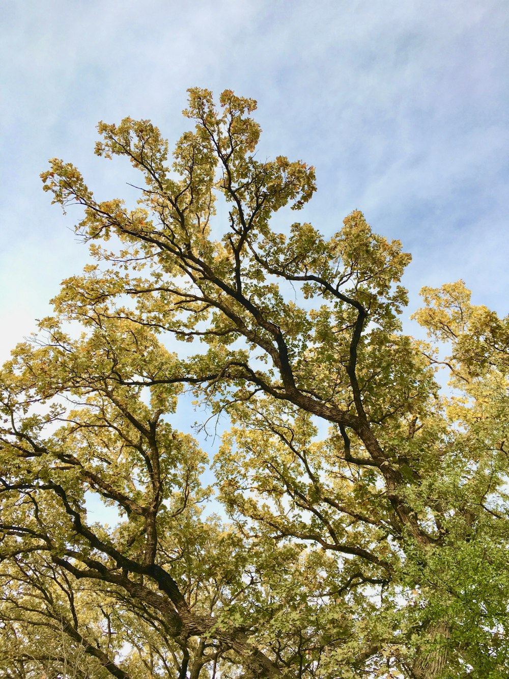 green and yellow leaf tree under blue sky during daytime