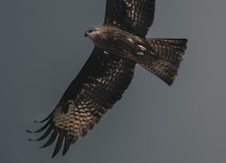 white and black American bald eagle midair