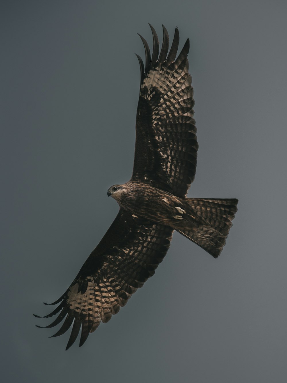 white and black American bald eagle midair