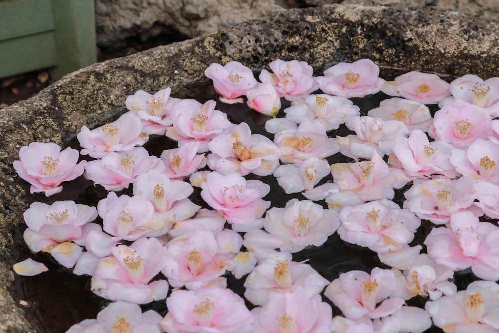 pink flowers floating on water