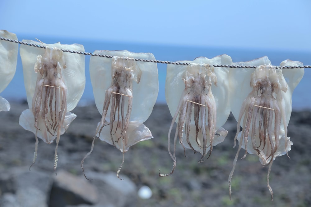 selective focus photography of sea foods hang on gray rope